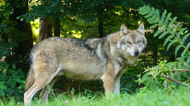 Ein Wolf am Waldrand