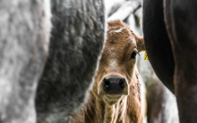 schüchternes Kalb